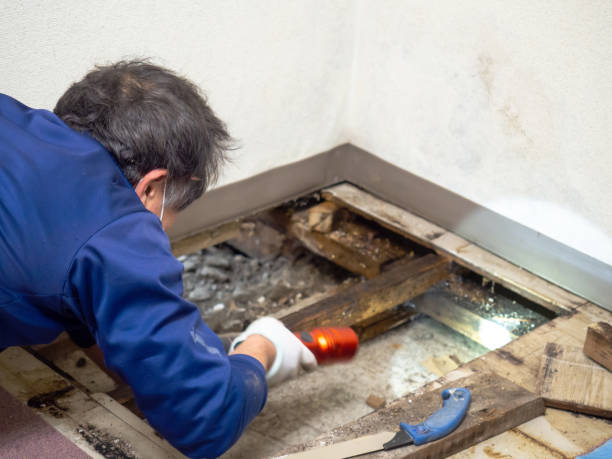 Best Mold Cleaning Services  in Rutland, VT