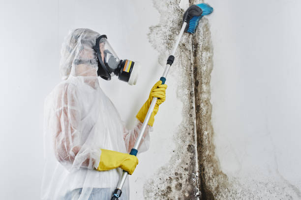 Best Fast Mold Removal  in Rutland, VT