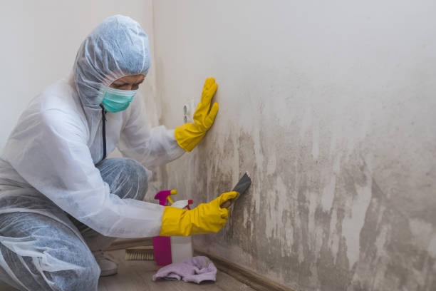 Best Mold Removal and Inspection  in Rutland, VT