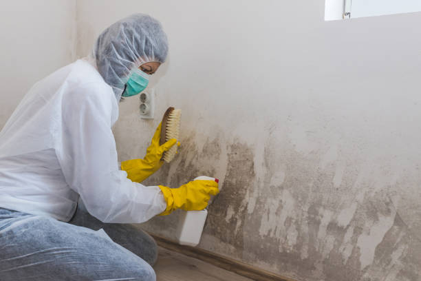 Best Black Mold Removal  in Rutland, VT