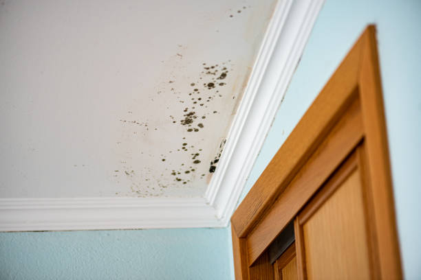 Best Local Mold Removal Service  in Rutland, VT