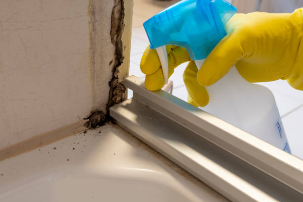 Best Affordable Mold Removal  in Rutland, VT