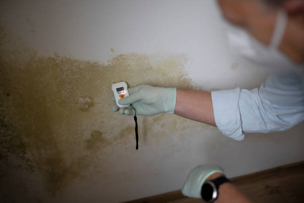 Best Residential Mold Removal  in Rutland, VT