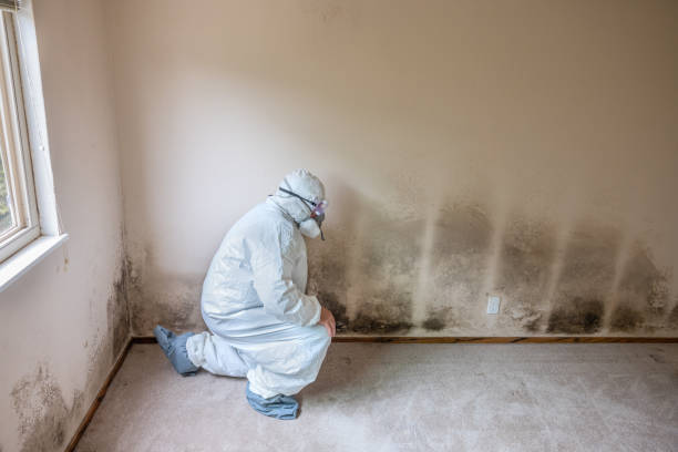 Best Same-Day Mold Removal  in Rutland, VT