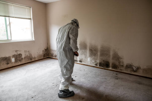 Best Mold Removal Near Me  in Rutland, VT