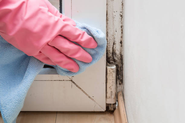 Best Mold Remediation Experts  in Rutland, VT